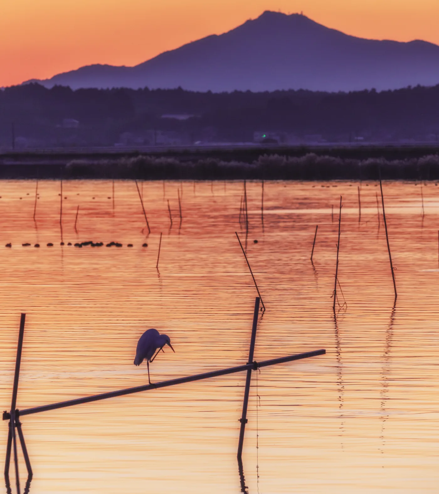 茨城町の夕暮れの水辺と水鳥